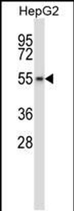 WEE2 Antibody in Western Blot (WB)