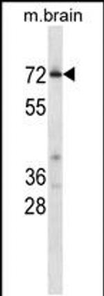 PCTAIRE2 Antibody in Western Blot (WB)