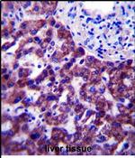 OR14J1 Antibody in Immunohistochemistry (Paraffin) (IHC (P))