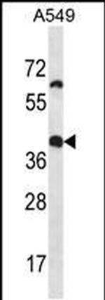 OR14J1 Antibody in Western Blot (WB)
