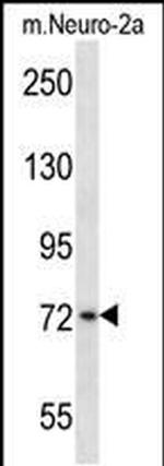 PLK3 Antibody in Western Blot (WB)