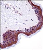 LSM14A Antibody in Immunohistochemistry (Paraffin) (IHC (P))