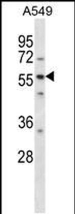 LSM14A Antibody in Western Blot (WB)