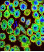 HN1 Antibody in Immunocytochemistry (ICC/IF)