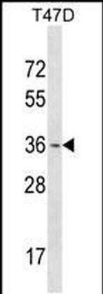 OTX1 Antibody in Western Blot (WB)