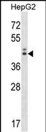 NGDN Antibody in Western Blot (WB)