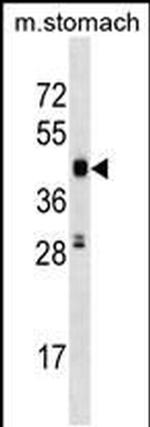 PCTAIRE3 Antibody in Western Blot (WB)