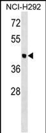OTOL1 Antibody in Western Blot (WB)