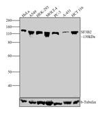 SF3B2 Antibody in Western Blot (WB)