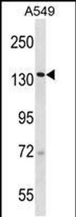 SF3B2 Antibody in Western Blot (WB)