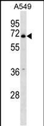 PLBD2 Antibody in Western Blot (WB)