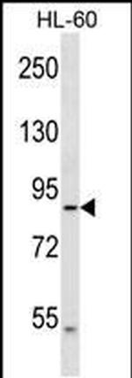 DNAH2 Antibody in Western Blot (WB)