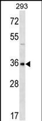 GBX1 Antibody in Western Blot (WB)