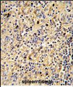 SIGLEC12 Antibody in Immunohistochemistry (Paraffin) (IHC (P))