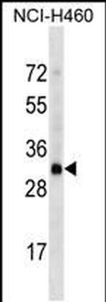 OR4D2 Antibody in Western Blot (WB)