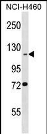 BEND3 Antibody in Western Blot (WB)