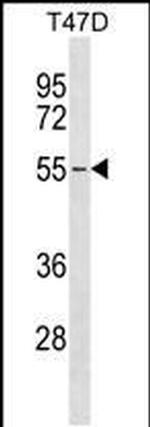 ERGIC2 Antibody in Western Blot (WB)