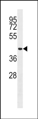 MCRS1 Antibody in Western Blot (WB)