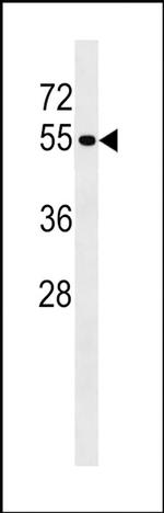 PTPN18 Antibody in Western Blot (WB)