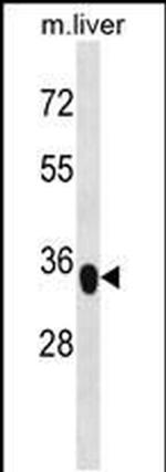YIPF3 Antibody in Western Blot (WB)