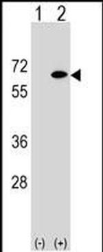 EYA2 Antibody in Western Blot (WB)