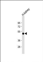 Kir4.2 (KCNJ15) Antibody in Western Blot (WB)