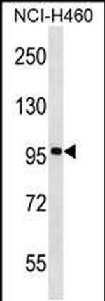 FBXL13 Antibody in Western Blot (WB)