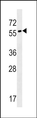 SYT17 Antibody in Western Blot (WB)
