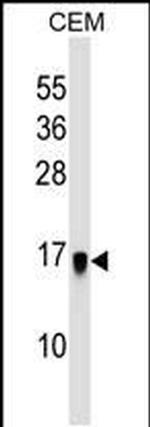LGALSL Antibody in Western Blot (WB)