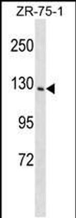 PITPNM1 Antibody in Western Blot (WB)