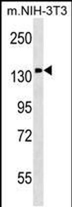 PITPNM1 Antibody in Western Blot (WB)