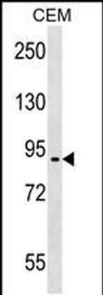 EPB41L4A Antibody in Western Blot (WB)