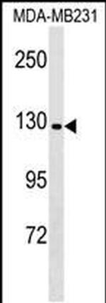 CNTNAP4 Antibody in Western Blot (WB)
