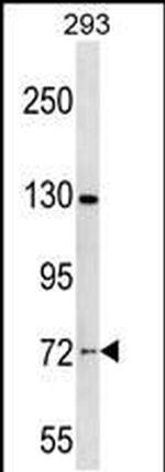 NOL4 Antibody in Western Blot (WB)