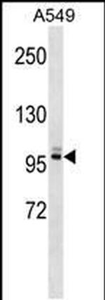 PLEKHG5 Antibody in Western Blot (WB)