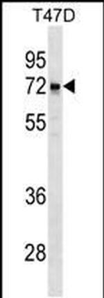 LCORL Antibody in Western Blot (WB)