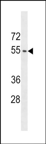 ACTL9 Antibody in Western Blot (WB)