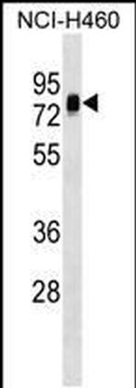NAP1L3 Antibody in Western Blot (WB)