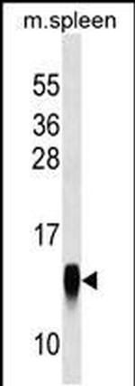 CRB3 Antibody in Western Blot (WB)
