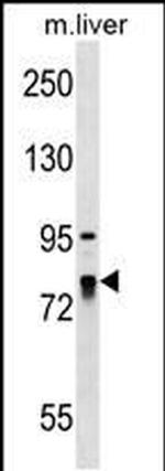 LARP4 Antibody in Western Blot (WB)