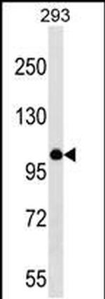 v-Myb Antibody in Western Blot (WB)