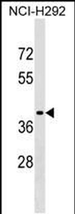 SNX21 Antibody in Western Blot (WB)