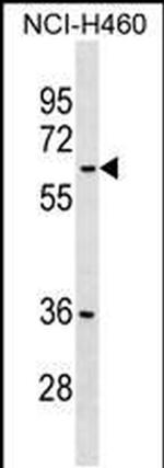 MDH1B Antibody in Western Blot (WB)