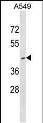 RNF165 Antibody in Western Blot (WB)