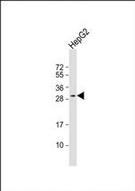 CELA1 Antibody in Western Blot (WB)