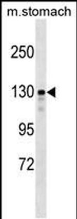SRGAP1 Antibody in Western Blot (WB)