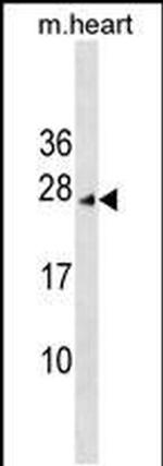 INCA1 Antibody in Western Blot (WB)