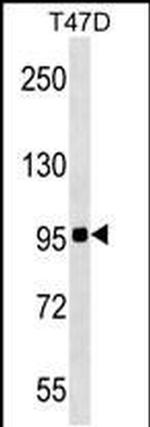 ZNF606 Antibody in Western Blot (WB)