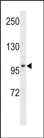 DMGDH Antibody in Western Blot (WB)
