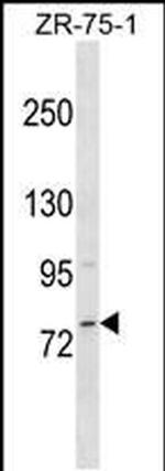 MICALCL Antibody in Western Blot (WB)